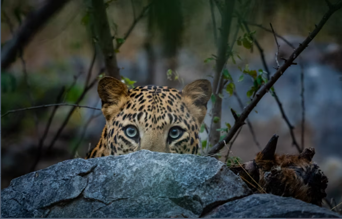 Jhalana Leopard Sanctuary Half-Day Private Tour - Image 2